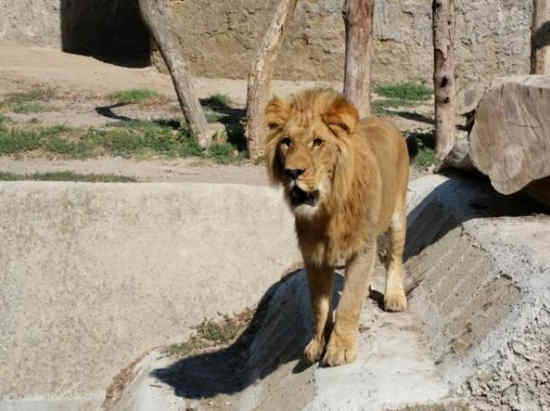 mappa  Zoo di Napoli